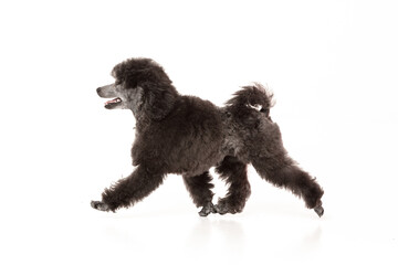 poodle puppy on white background
