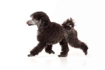poodle puppy on white background