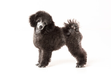 poodle puppy on white background