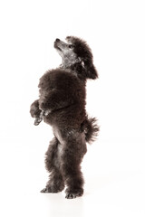poodle puppy on white background