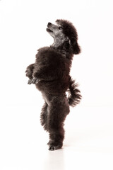 poodle puppy on white background