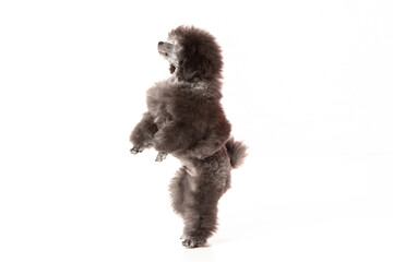 poodle puppy on white background
