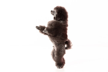 poodle puppy on white background