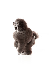 poodle puppy on white background
