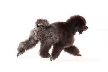 poodle puppy on white background