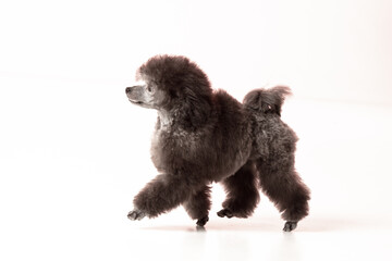 poodle puppy on white background