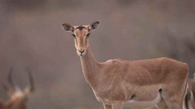 Female Impala or rooibok (Aepyceros melampus) watching for danger. Medium-sized antelope found in eastern and southern Africa. Male in background.