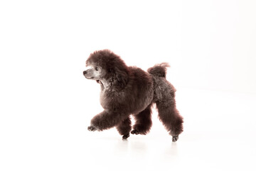 poodle puppy on white background