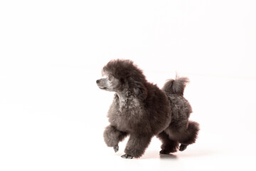 poodle puppy on white background