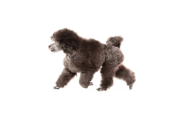 poodle puppy on white background