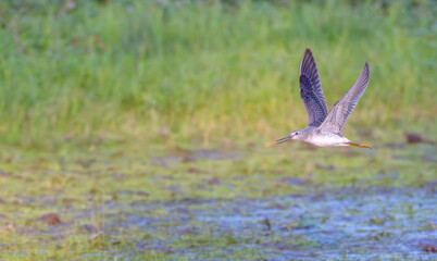 Lesser yellowlegs in flight across a field.