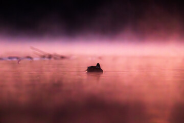 Świstun © chytla_fotografie