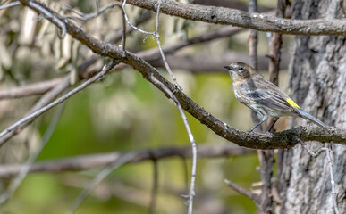 Yellow-rumped warbler perched in a bare tree.