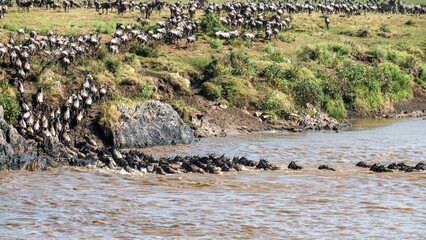 Die Wanderung der Gnus über den Mara Fluss © Olaf Schlenger