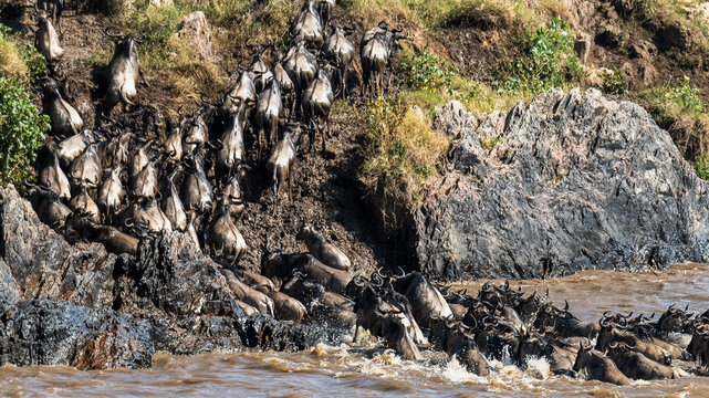 Die Wanderung der Gnus &uuml;ber den Mara Fluss