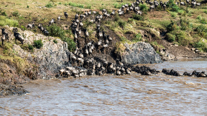 Die Wanderung der Gnus über den Mara Fluss