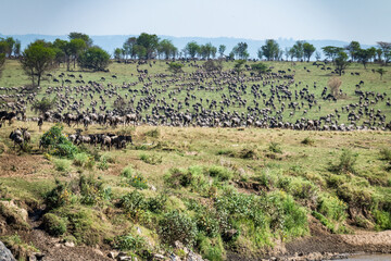 Die Wanderung der Gnus &uuml;ber den Mara Fluss