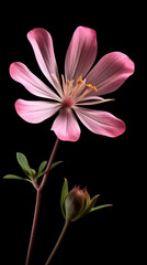 pink flower on black