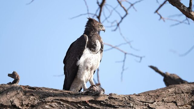 Martial eagle (Polemaetus bellicosus) has caught a Guineafowl and is plucking it prior to eating it. Largest eagle native to sub-Saharan Africa. A rare endangered species. Slow motion, 25 percent
