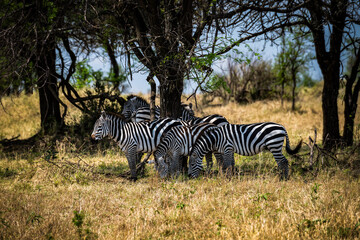Obraz premium Quer durch die Serengeti