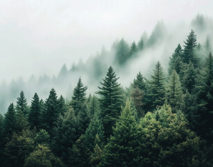 Fototapeta premium dense forest of evergreen trees in thick mist. foggy forest. greenery. atmospheric nature. aesthetic nature background
