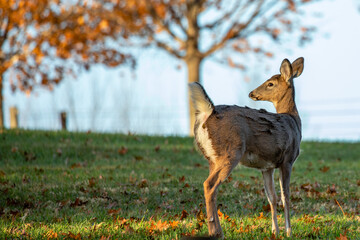 White-tailed deer (Odocoileus virginianus) in a Wisconsin field during October