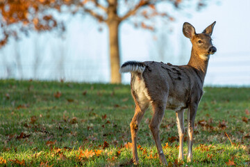 White-tailed deer (Odocoileus virginianus) in a Wisconsin field during October