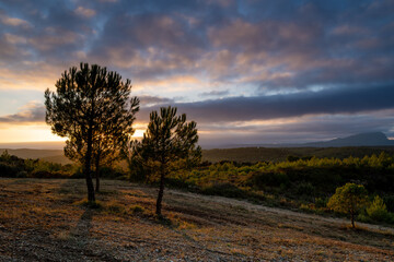coucher de soleil aux tons violets du haut du sommet d'une colline avec deux arbres en contre jour