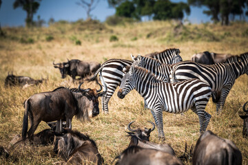 Quer durch die Serengeti