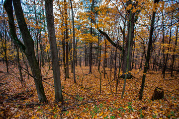 Wisconsin trees in October with half of their leaves fallen