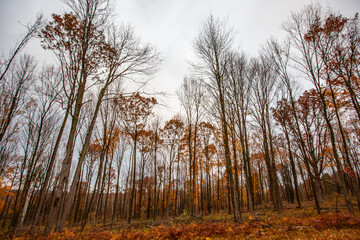 Wisconsin trees in October with half of their leaves fallen