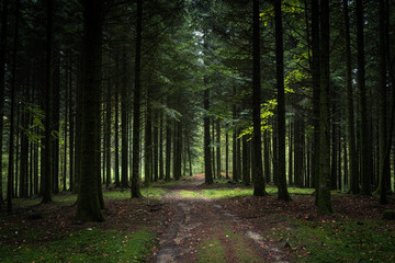 un chemin forestier dans un bois sombre avec quelques rayon de lumière