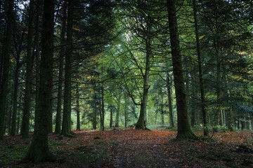 un arbre vert, dans une clairière, au milieu d'une forêt, avec un sol couvert de feuilles rouges orangées