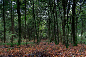 une forêt au sol couvert de feuilles rouges
