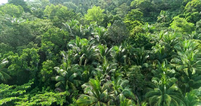 jugle tree spring landscape view nature forest sunshine morning. 