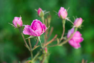 Close up of oil-bearing, flowering Rosa damascena, known as the Damask rose. Blured background. Organic natural concept.