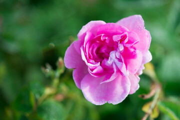 Obraz premium Close up of oil-bearing, flowering Rosa damascena, known as the Damask rose. Blured background. Organic natural concept.