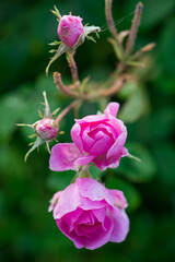 Obraz premium Close up of oil-bearing, flowering Rosa damascena, known as the Damask rose. Blured background. Organic natural concept.