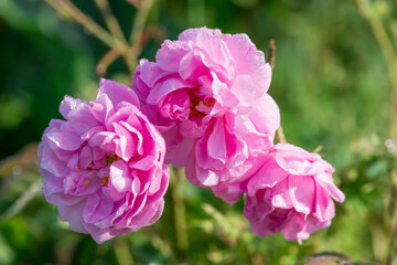 Close up of oil-bearing, flowering Rosa damascena, known as the Damask rose. Blured background. Organic natural concept.