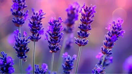 Macro photo of a lavender flower