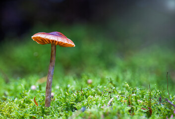 Single mushroom in the woods with bokeh background 