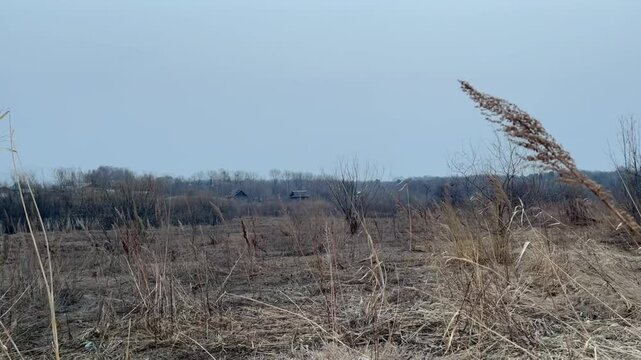 Autumn field with brown dry grass swaying in the wind in gloomy weather