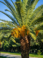 Butia palm berries. Edible berries. Palm fruits. Botany. Southern trees. Orange fruits.