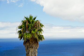 An old large palm tree against the backdrop of a blue ocean and white clouds