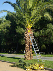 Seasonal work. Cut leaves. Palm tree trimming. Ladder sent to the palm tree.