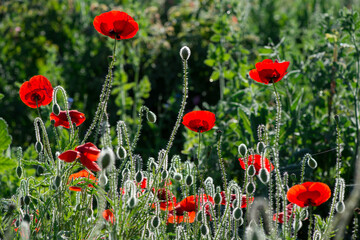 Obraz premium Wild poppies (Papaver rhoeas) blooming in the field in sunny day - selective focus