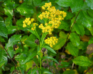 Solidago riddellii | Riddell's Goldenrod | Native North American Wetland Wildflower Wildflower