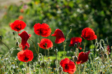 Obraz premium Wild poppies (Papaver rhoeas) blooming in the field in sunny day - selective focus
