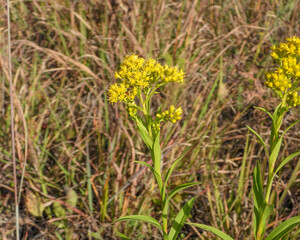 Solidago riddellii | Riddell's Goldenrod | Native North American Wetland Wildflower Wildflower