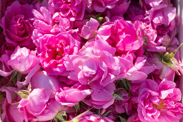 Fototapeta premium Close up of oil-bearing, flowering Rosa damascena, known as the Damask rose. Blured background. Organic natural concept.